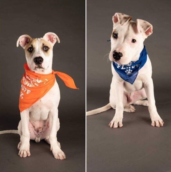 Puppy Bowl Ray Patrick.jpg